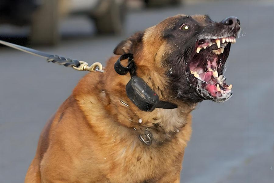 恶犬.jpg
